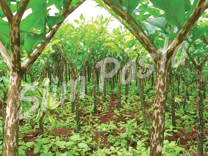 Plantáže Plantáže