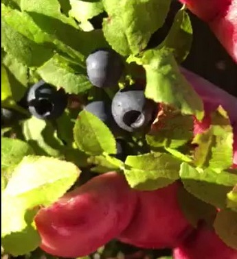 Kynutý borůvkový koláč